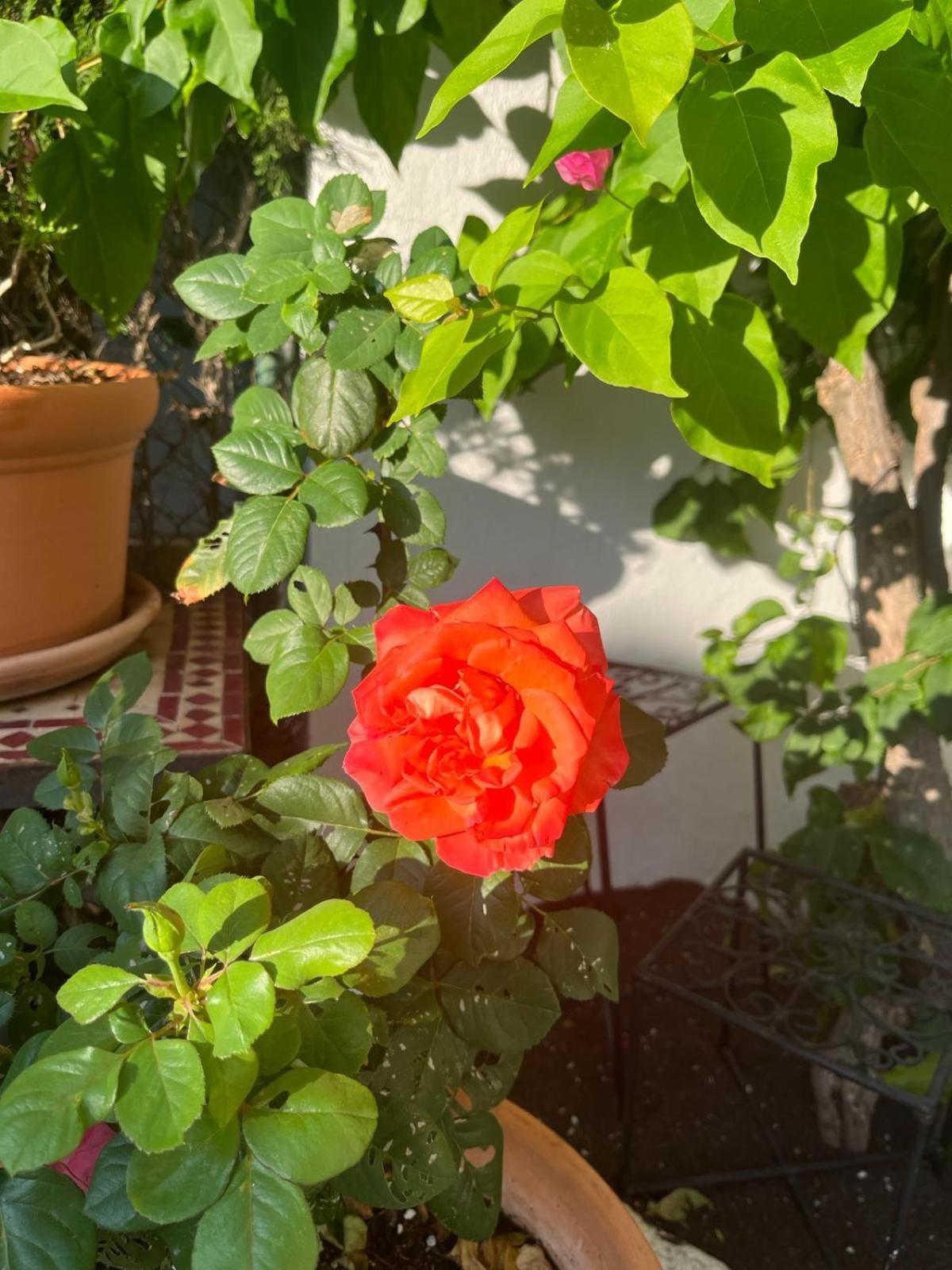 Hébergement de vacances Casa ' Izzy ' *